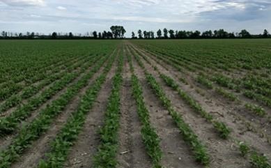 Balance Flexx Rotation Restrictions Changed For Planting Dry Edible Beans